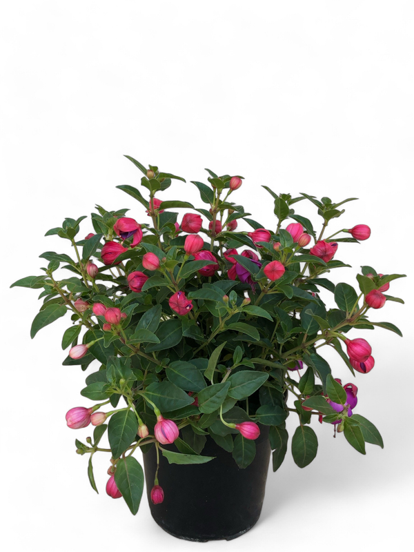 Fuchsia Bella 15cm Mixed Colours