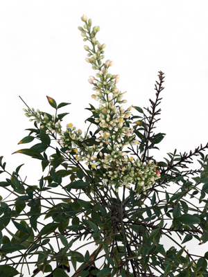 Nandina Domestica "Heavenly Bamboo" 10Liter