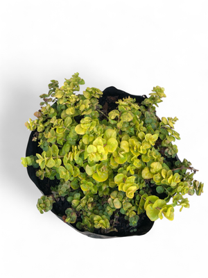 Creeping Jenny Gold "Lysimachia Nummularia"  2 Liter