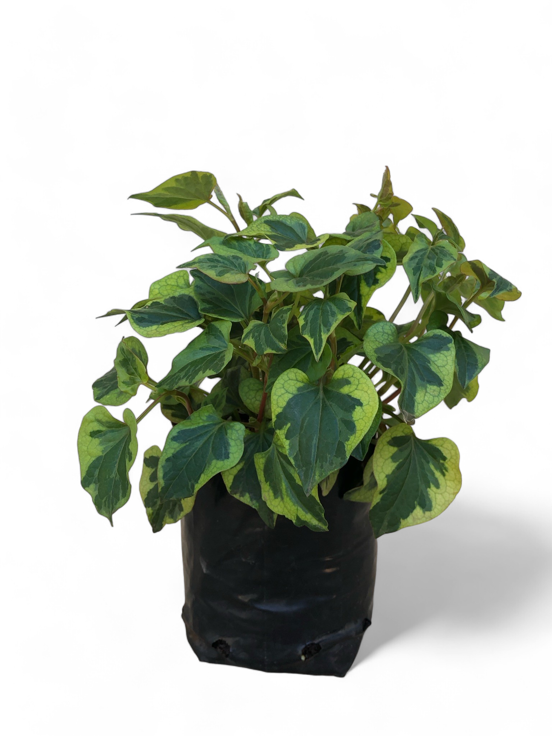 Houttuynia Cordata  &quot;Chameleon Plant&quot; 2 Liter