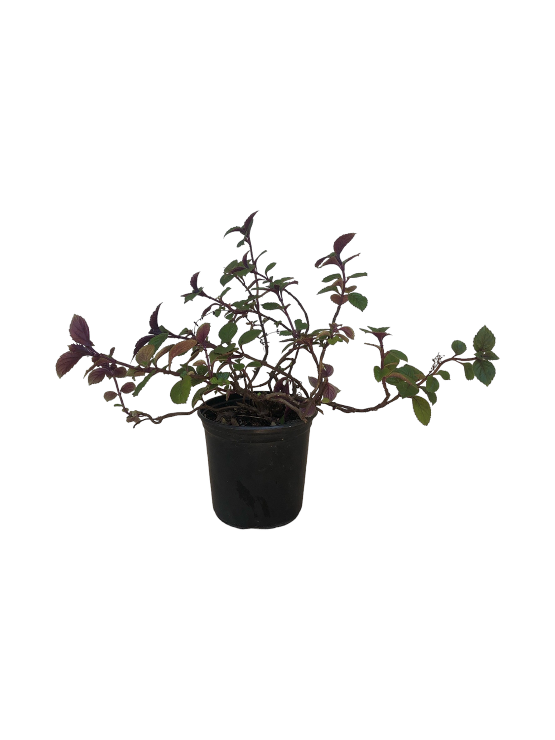 Plectranthus Verticillatus 15cm Pot