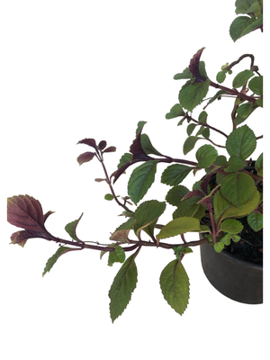 Plectranthus Verticillatus "Swedish Ivy" 15cm Pot