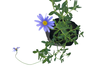 Felicia Amelloides "Blue Marguerite" 2.5Liter