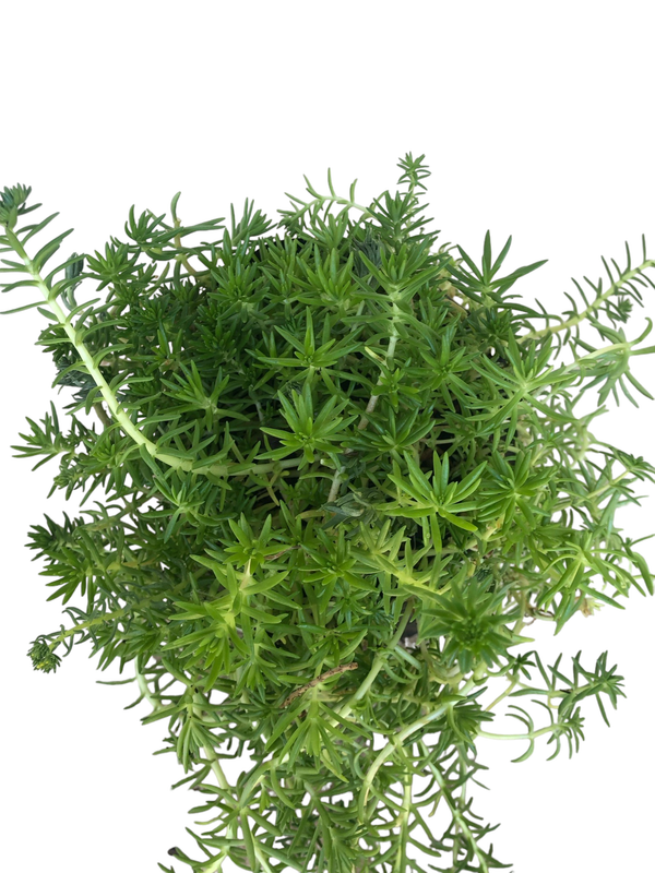 Sedum Rupestre "Spruce Sedum" 4Liter