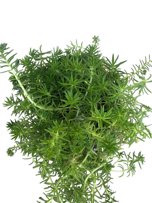 Sedum Rupestre "Spruce Sedum" 4Liter