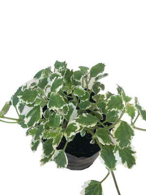 Plectranthus Variegated "Variegated Spurflower" 15cmPot