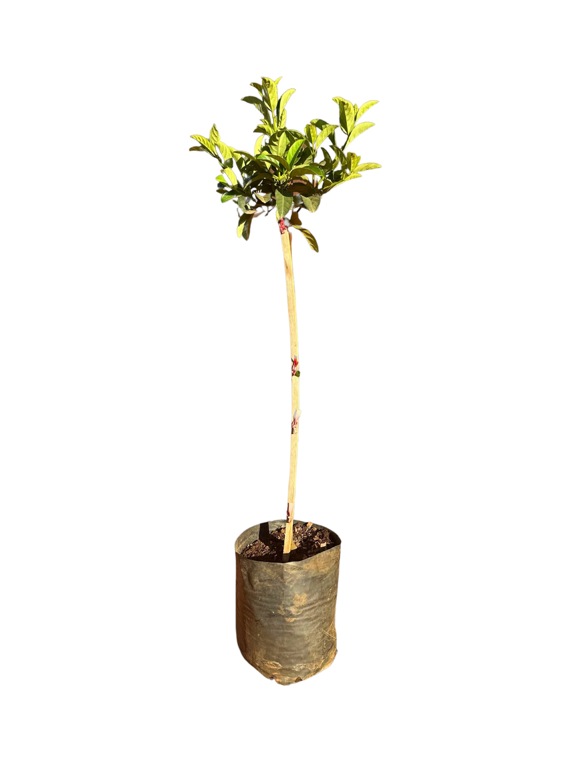 Viburnum Odoratissimum 13L Standard
