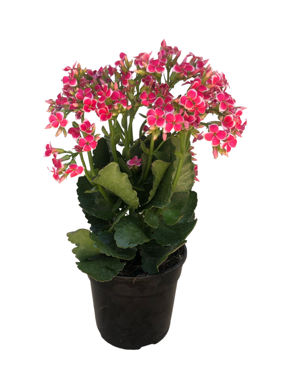 Kalanchoe Blossfeldiana "Flaming Katy" Mixed Colours 12cmPot
