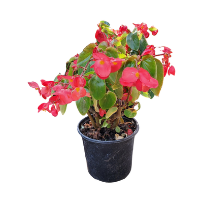 Begonia Dragon Wings &quot;Red&quot; 17cm Pot