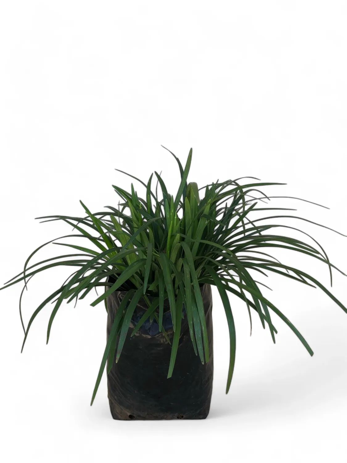 Liriope Evergreen Gaint 10 Liter