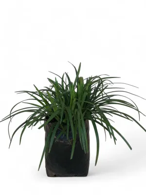 Liriope Evergreen Gaint 10 Liter