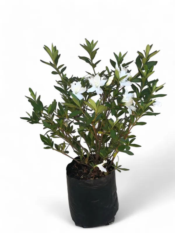 Azalea Mixed Colours 5 Liter