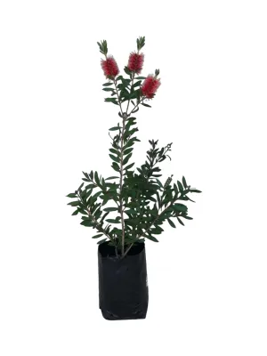 Callistemon &quot;Bottlebrush&quot; Red 10 Liter
