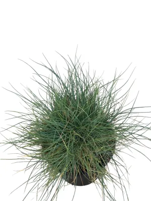 Festuca Glauca "Blue Fescue" Grey 12.5cm Pot