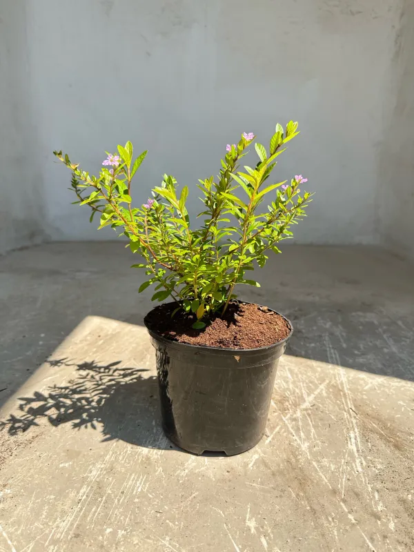 Cuphea Hyssopifolia "Mauve Mexican Heather" 4Liter