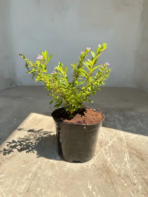 Cuphea Hyssopifolia 