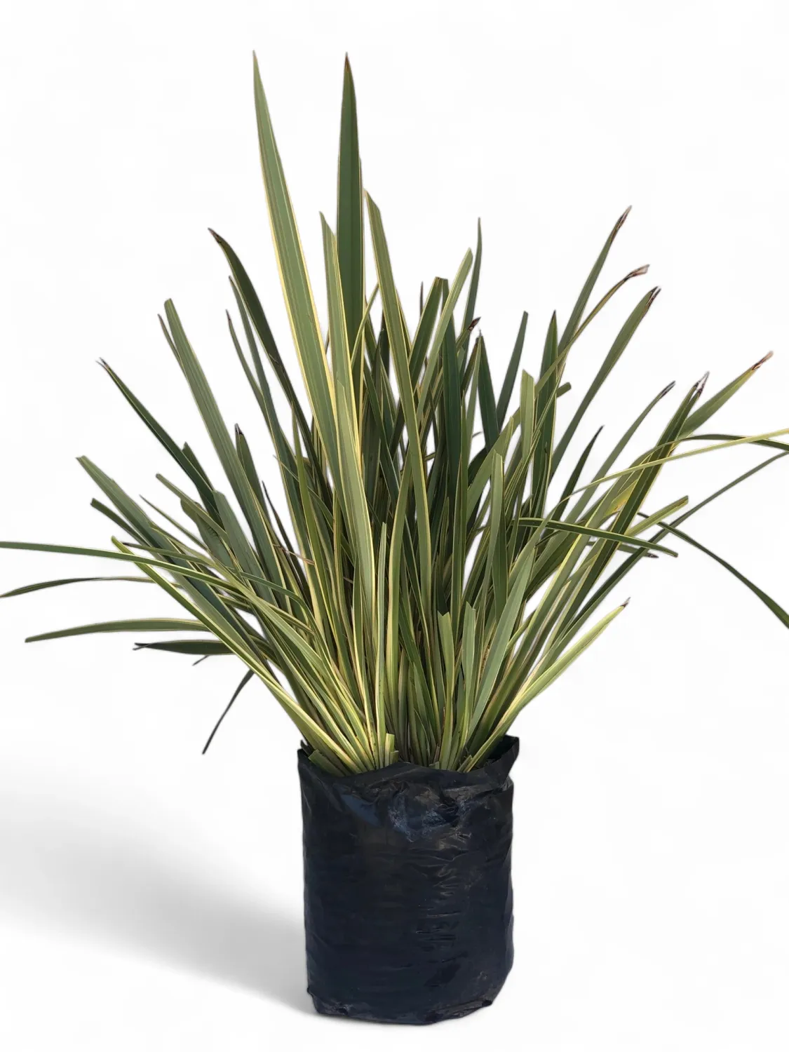 Phormium tenax ‘Variegatum’ 20 Liter