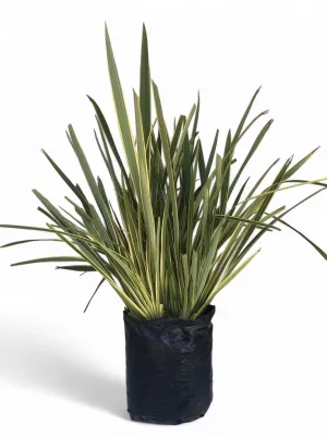 Phormium tenax ‘Variegatum’ 20 Liter