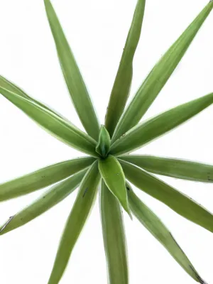 Yucca Variegata "Adams Needle" 15cmPot