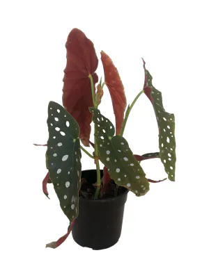 Begonia Maculata &quot;Polka Dot&quot; 14cm