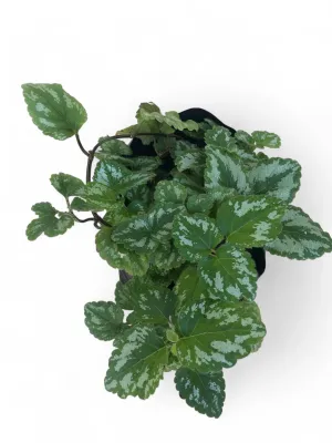Lamium Maculatum "Spotted Deadnettle" 2 Liter