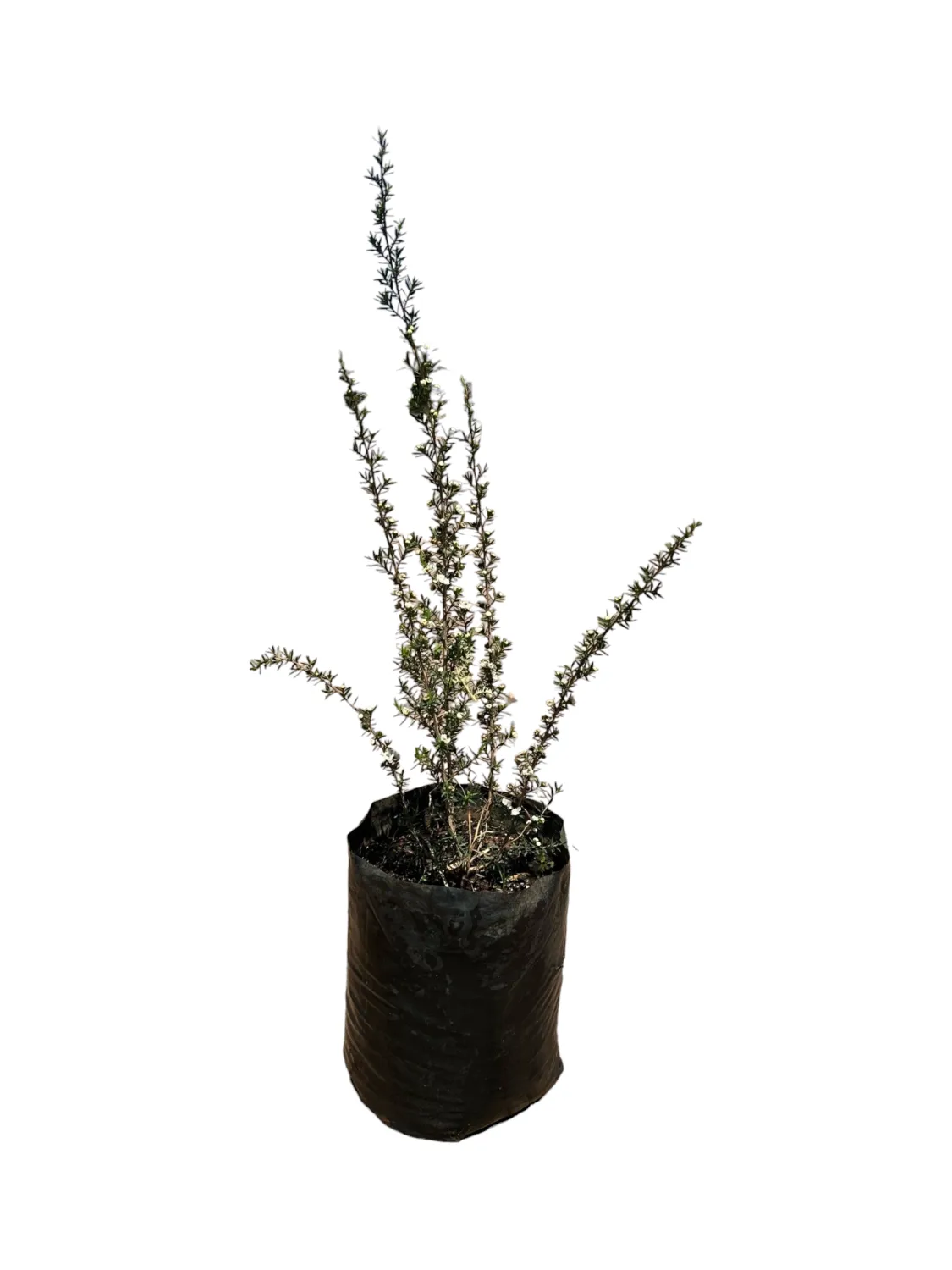 Leptospermum Scoparium  White - &#39;Tea Tree&#39; 10 Liter