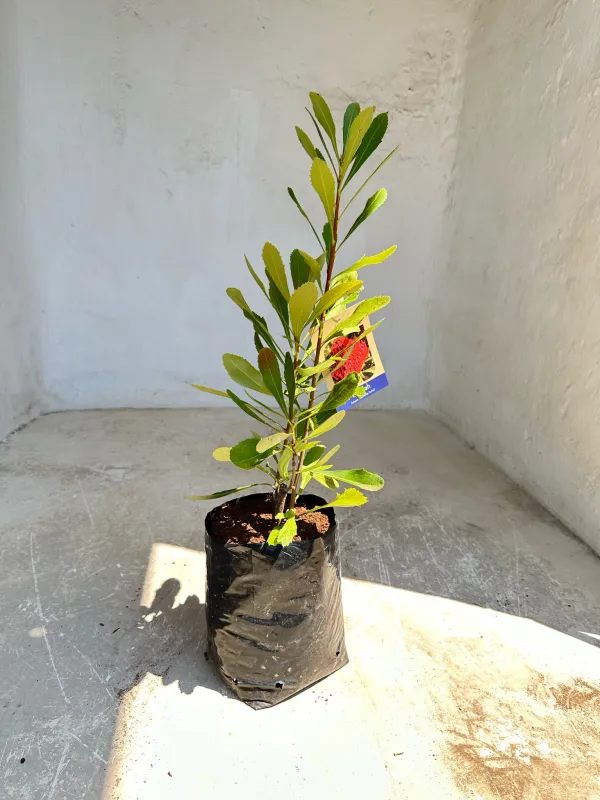 Protea Telopea waratah Red "Shady Lady" 4Liter