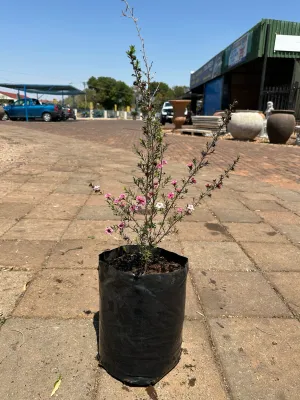 Leptospermum Scoparium "Pink Tea Tree" 10Liter
