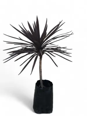 Cordyline &#39;Red Sensation&#39; 20 liter