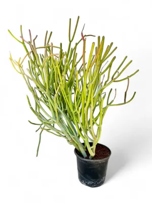 Euphorbia Tirucalli &#39;Firesticks&#39; 4 Liter