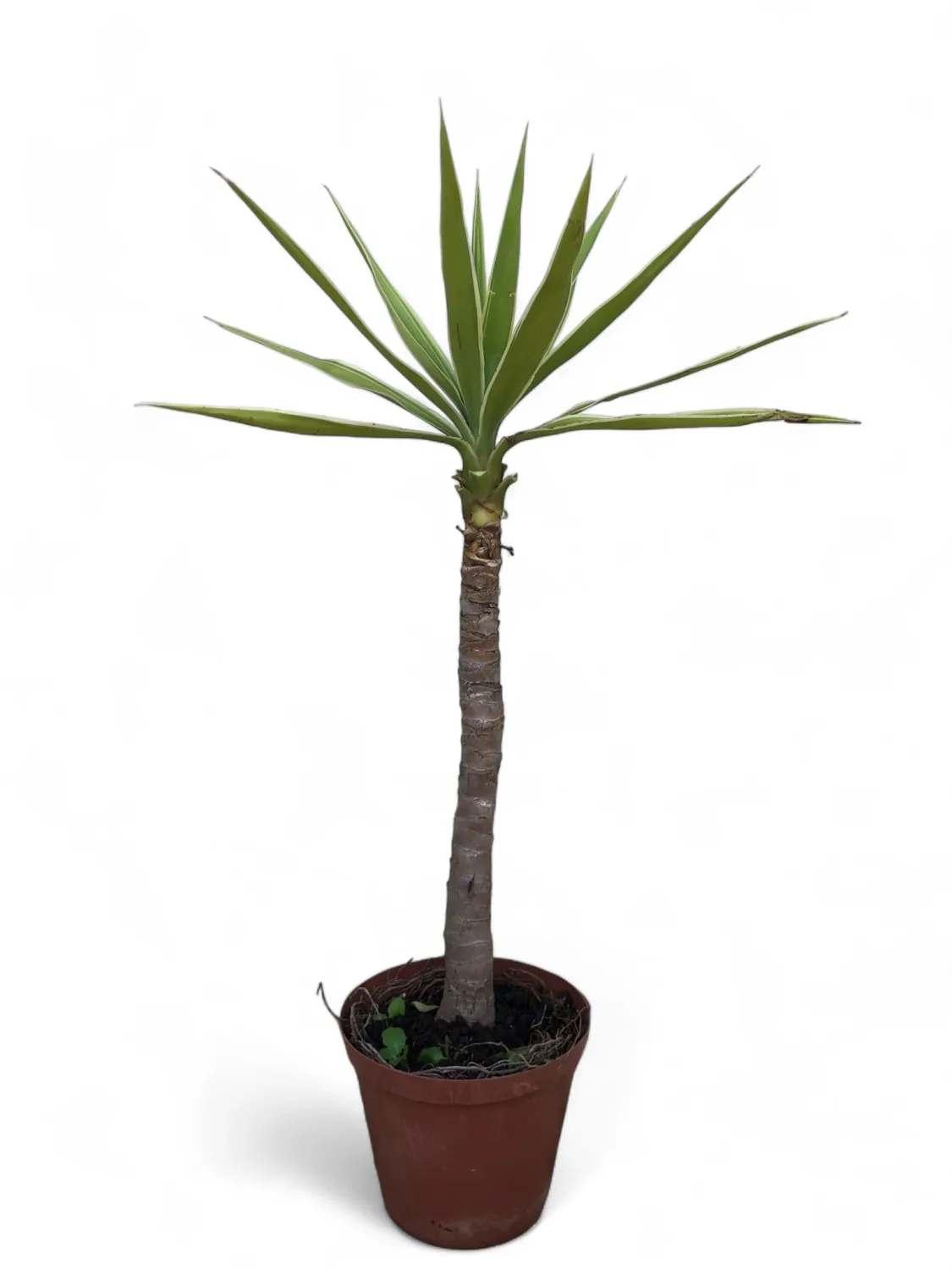 Yucca  Variegata 15cm &quot;Pot&quot;