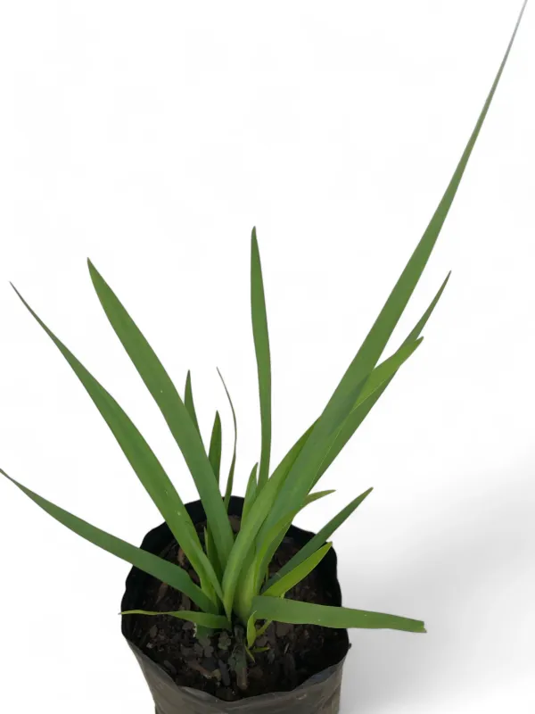 Dietes Grandiflora "butterfly Iris" 1 Liter