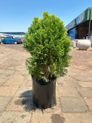 Platycladus orientalis "Aurea Nana Compact Arborvitae" 20Liter
