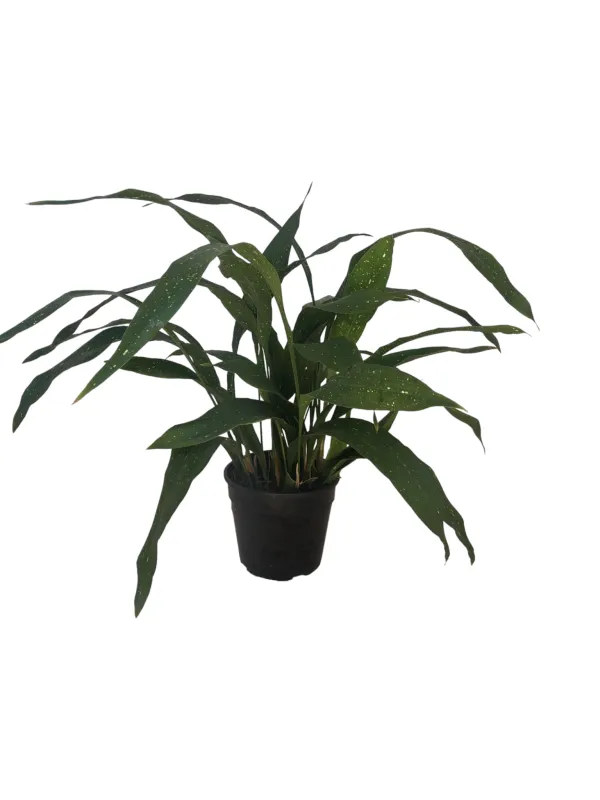 Aspidistra sichuanensis &quot;Rawhide Cast Iron Plant&quot; 14cm