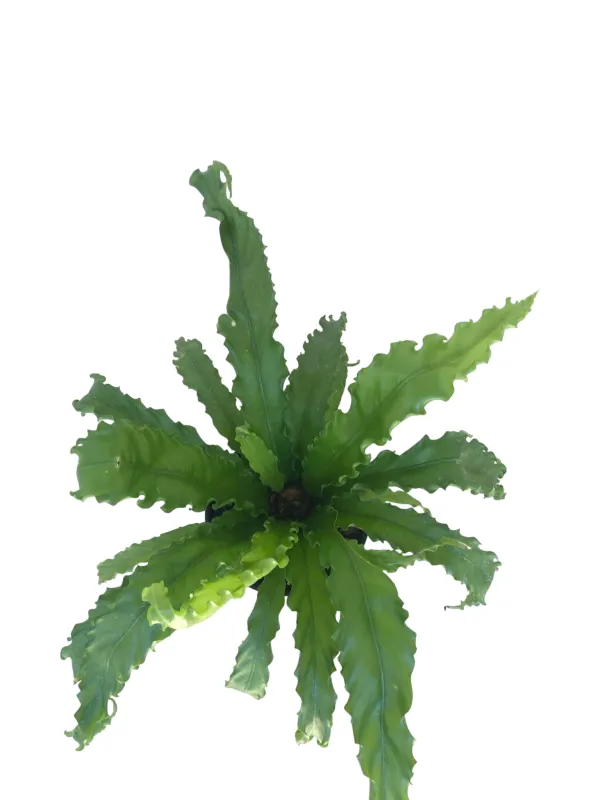 Asplenium Antiquum Osaka "Birds Nest Fern Osaka" 14cmPot