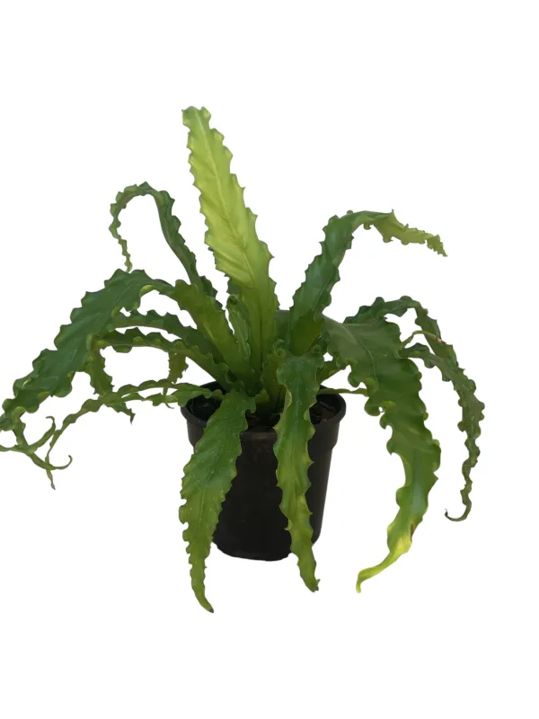 Asplenium Antiquum Osaka &quot;Birds Nest Fern&quot; 14cm