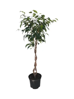 Ficus Benjamina &quot;Green&quot; Braided Stem  20cm Pot