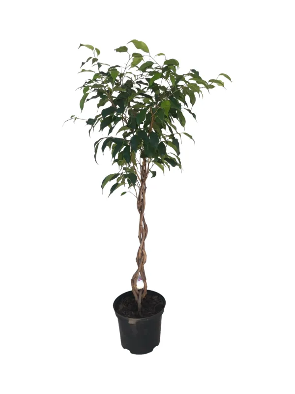 Ficus Benjamina &quot;Green&quot; Braided Stem  20cm Pot