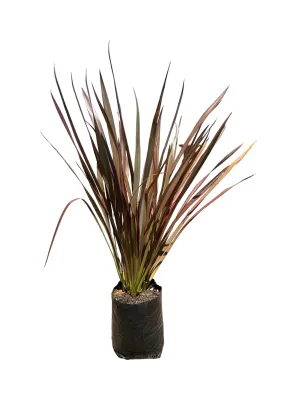 Phormium Tenax Flax Flamingo 10 liters