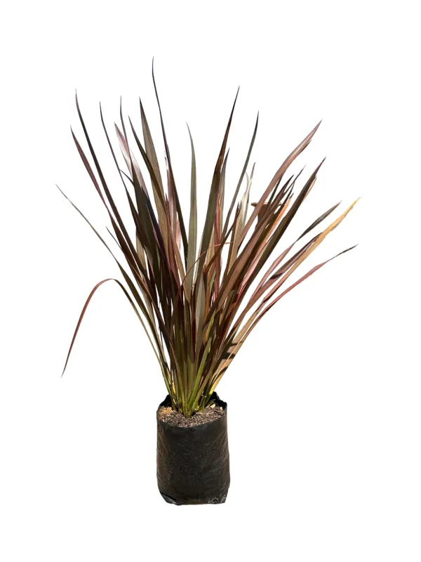 Phormium Tenax Flax Flamingo 10 liters