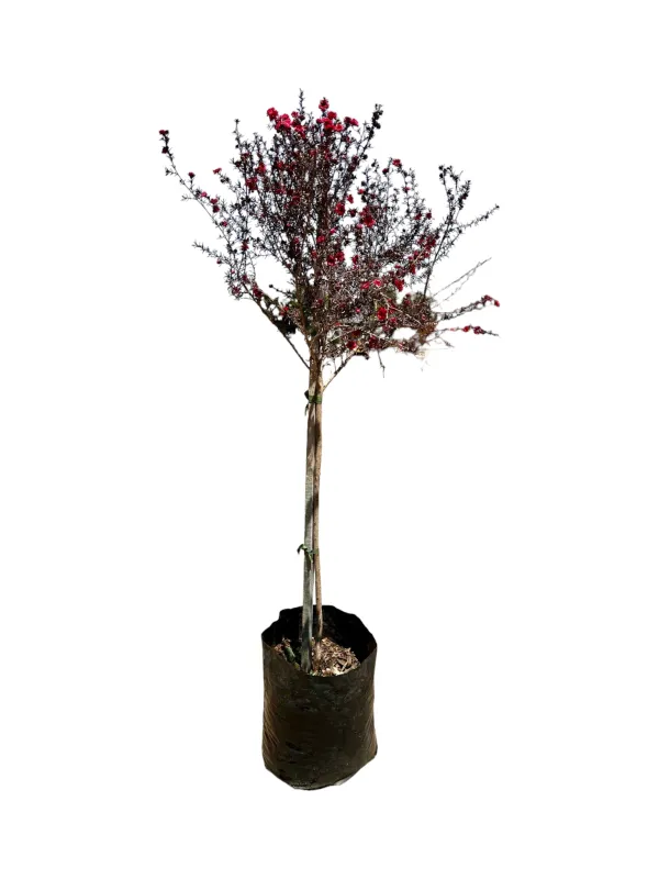 Leptospermum Cherry Brandy - &#39;Tea Tree&#39; Standard 10 Liter
