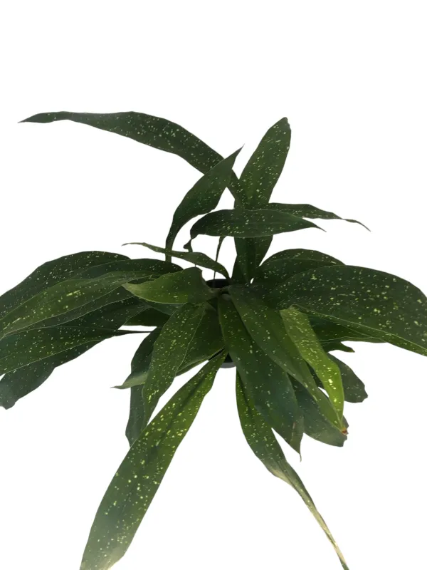 Aspidistra sichuanensis "Rawhide Cast Iron Plant" 14cmPot