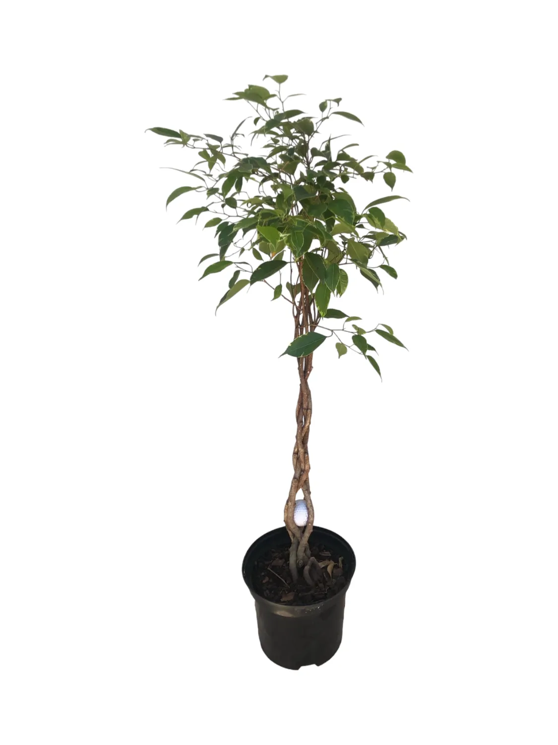 Ficus Benjamina &quot;Golden King&quot; Braided Stem  20cm Pot