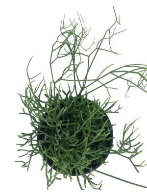 Rhipsalis Cereuscula "Coral Cactus" 14cmPot