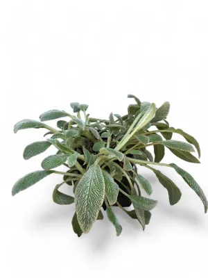 Stachys Lanata Byzantina &quot;Lambs Ear&quot; 2 Liter