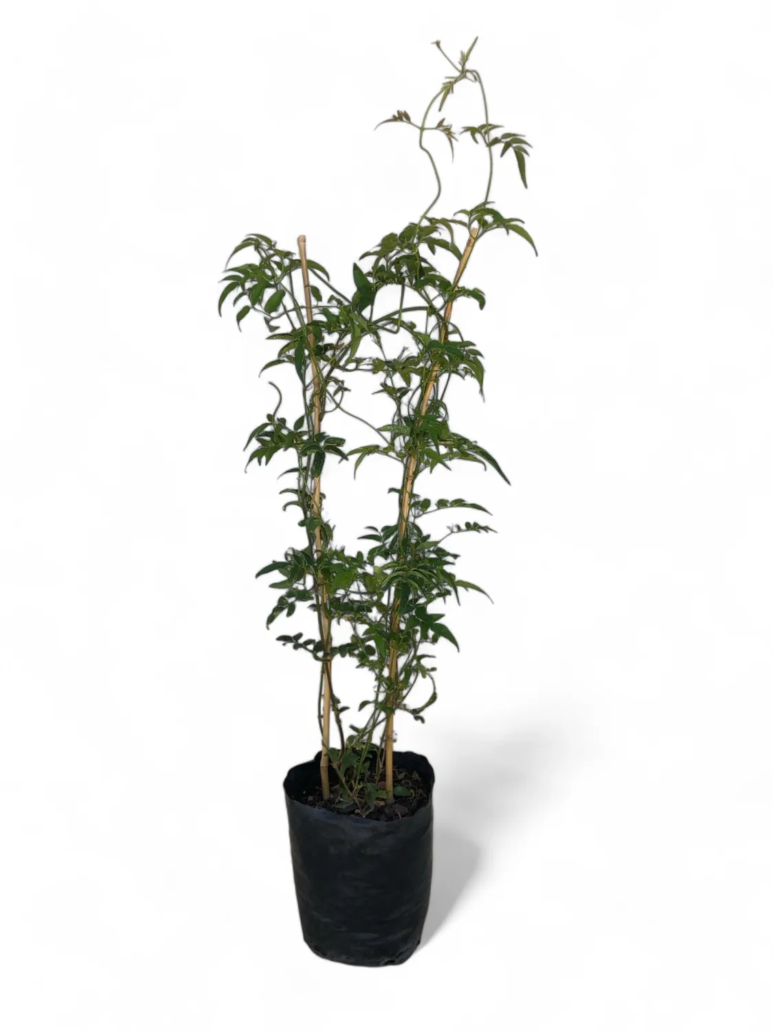 Jasminum Polyanthum &quot;Sweet Scented Jasmine&quot; 4 Liter