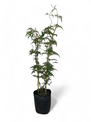 Jasminum Polyanthum &quot;Sweet Scented Jasmine&quot; 4 Liter