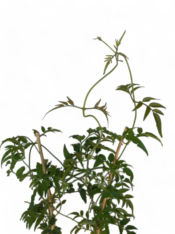 Jasminum Polyanthum "Chinese Jasmine" 4Liter