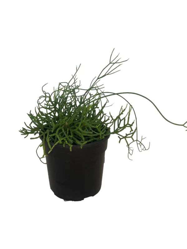 Rhipsalis Cereuscula &quot;Coral Cactus&quot; 14cm