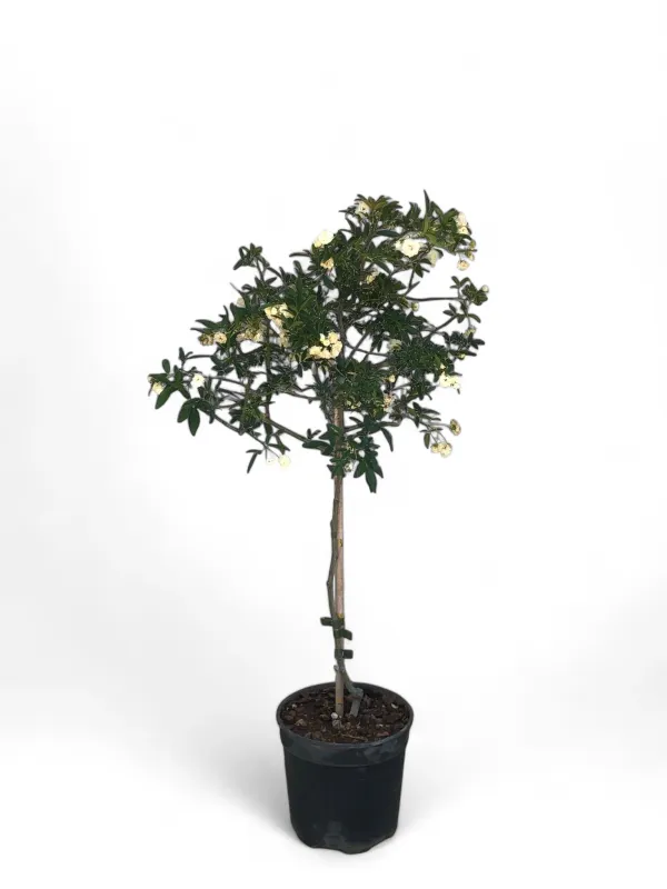 Rosa Banksia Lutea Climbing Rose &quot;HH STD&quot; 19cm
